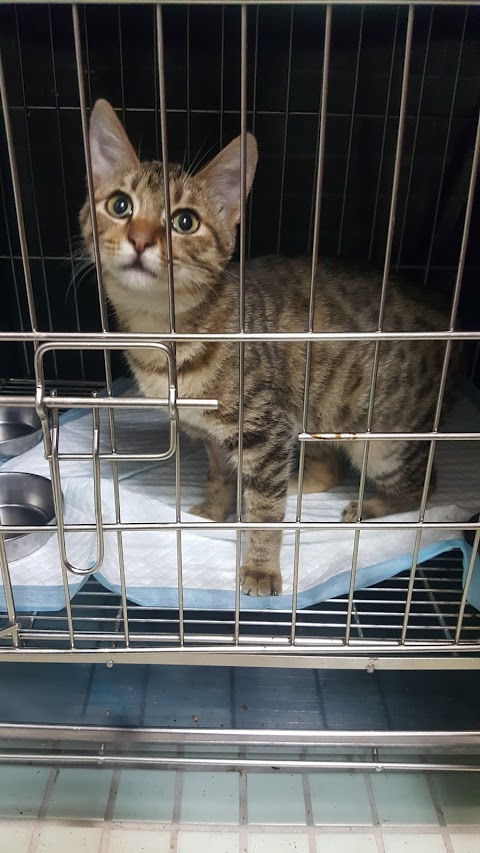 湖光動物醫院台中院