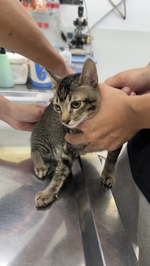 愛心動物醫院