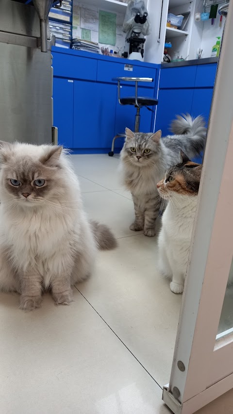 祥恩動物醫院