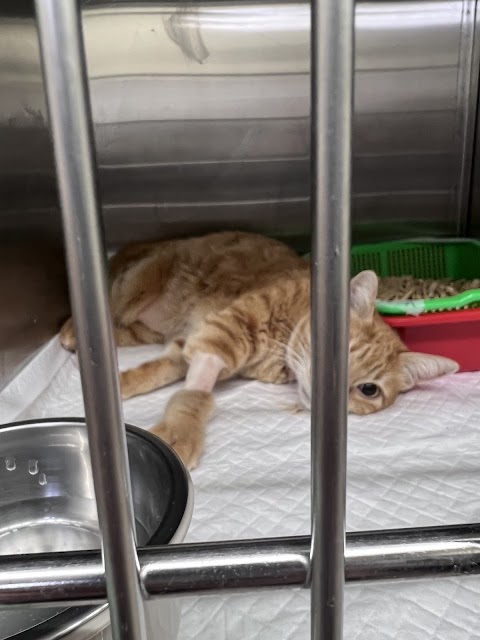 高橋貓友善動物醫院