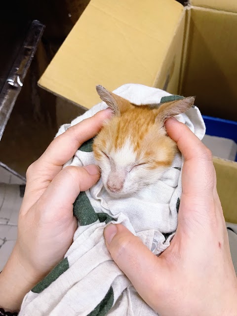 杏旺動物醫院