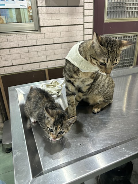 旺旺動物醫院