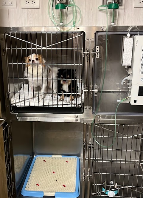 中和杜瑪動物醫院