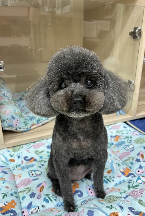 中興動物醫院-中獸醫