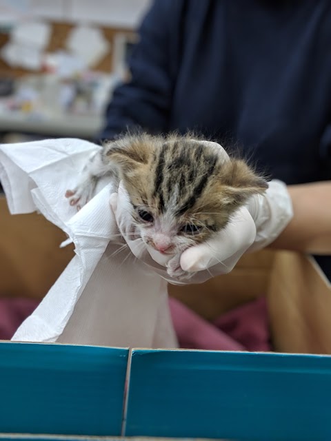 陳獸醫動物醫院