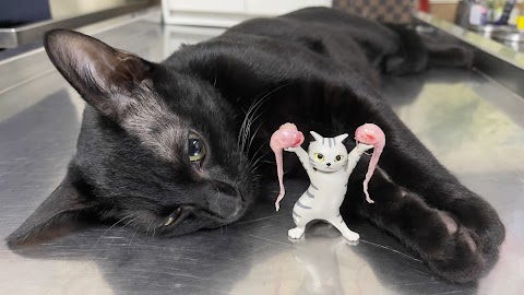 自強動物醫院
