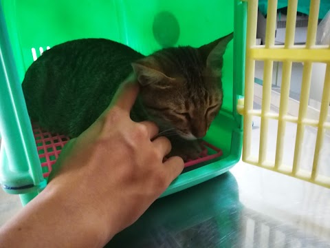 台大仁集動物醫院