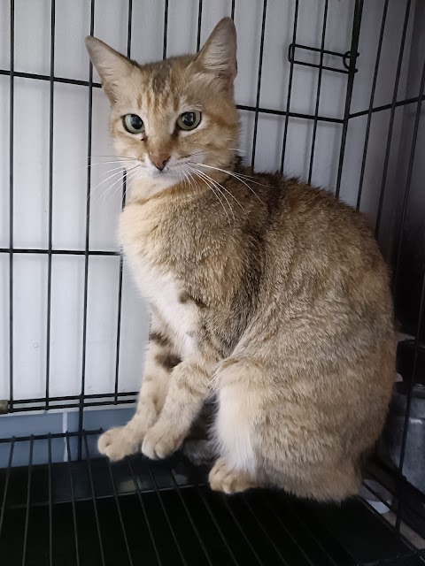 以恩動物醫院