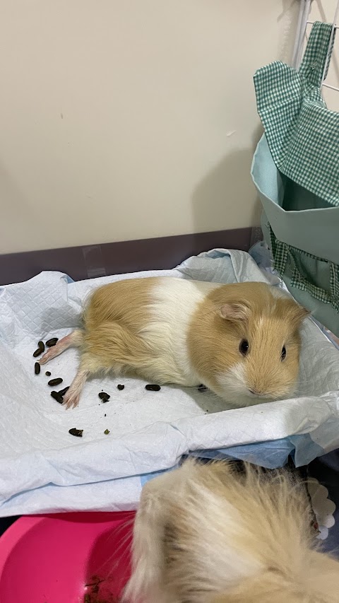 嘉樂動物醫院